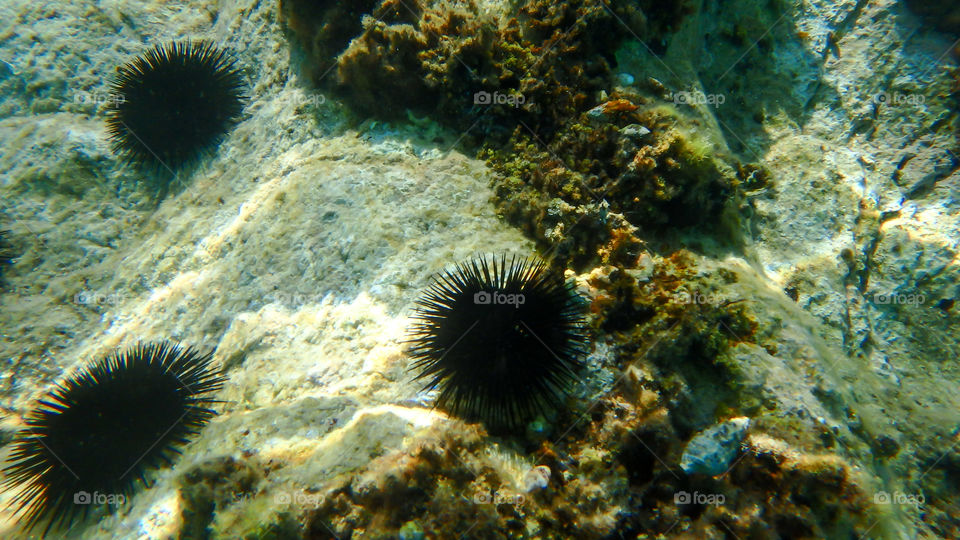 Hedgehogs at water