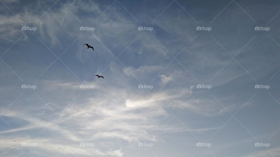 two seagull in high sky.