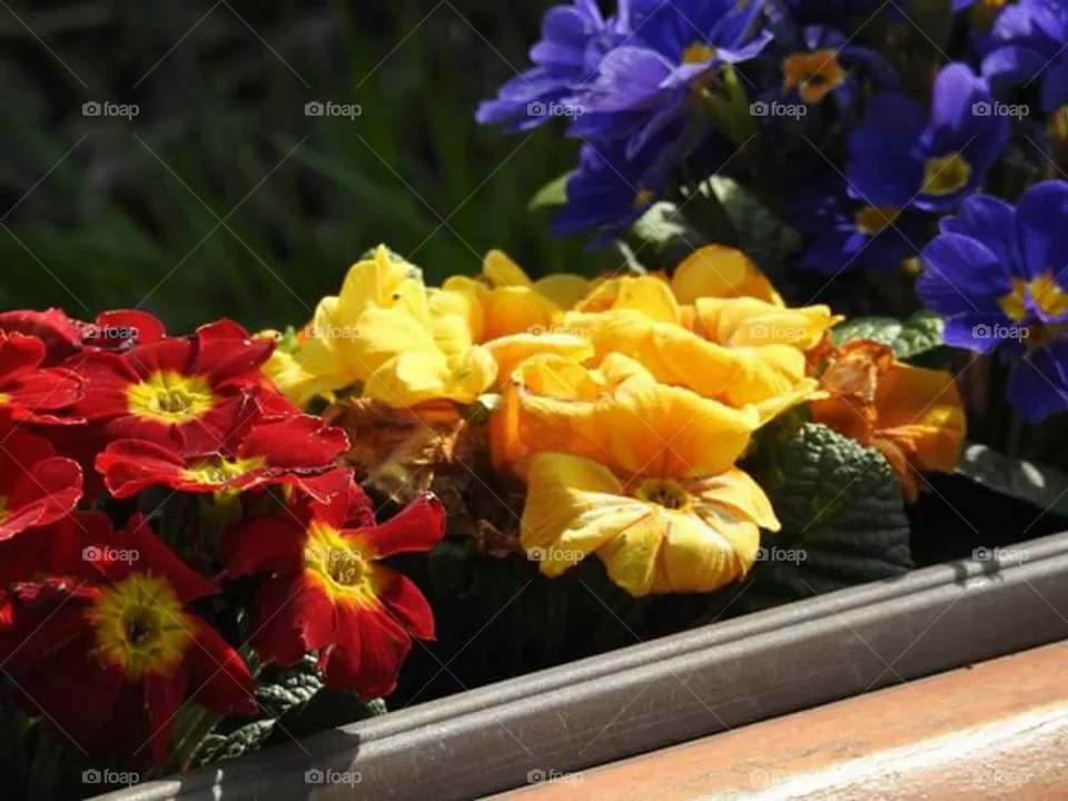 flowers