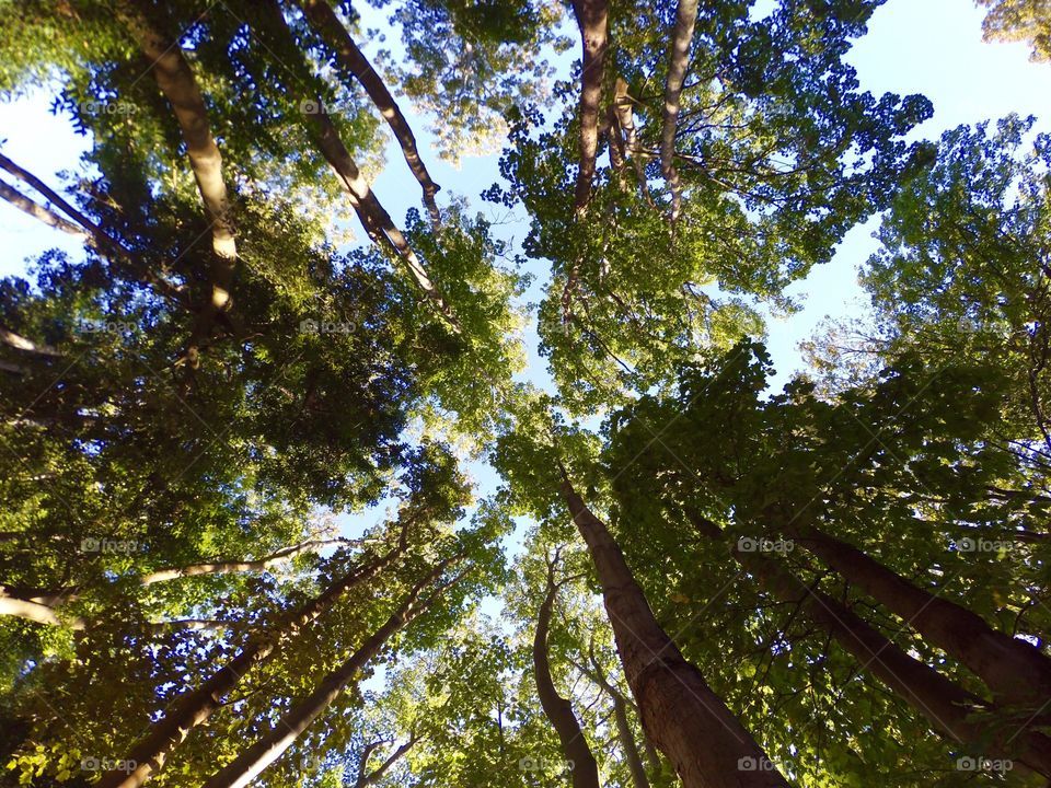 Low angle view of trees in forest