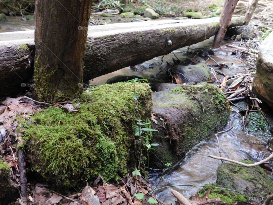 moss on bricks on nature trail