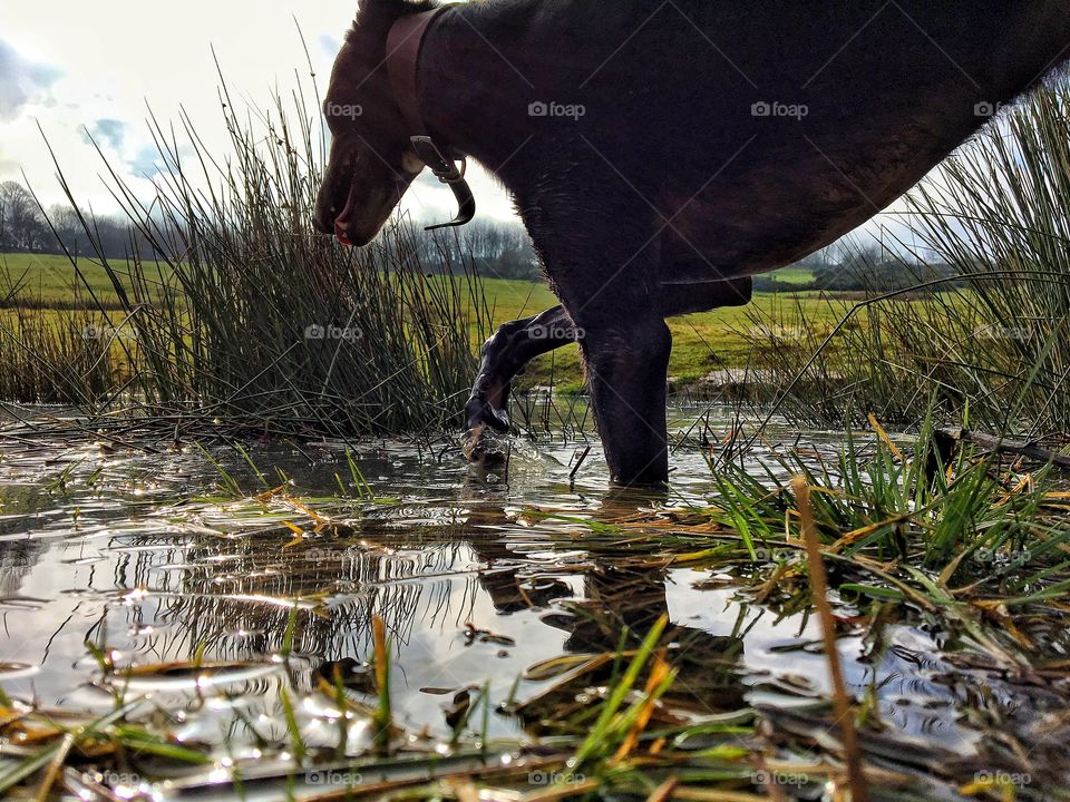 Dog exploring a pond
