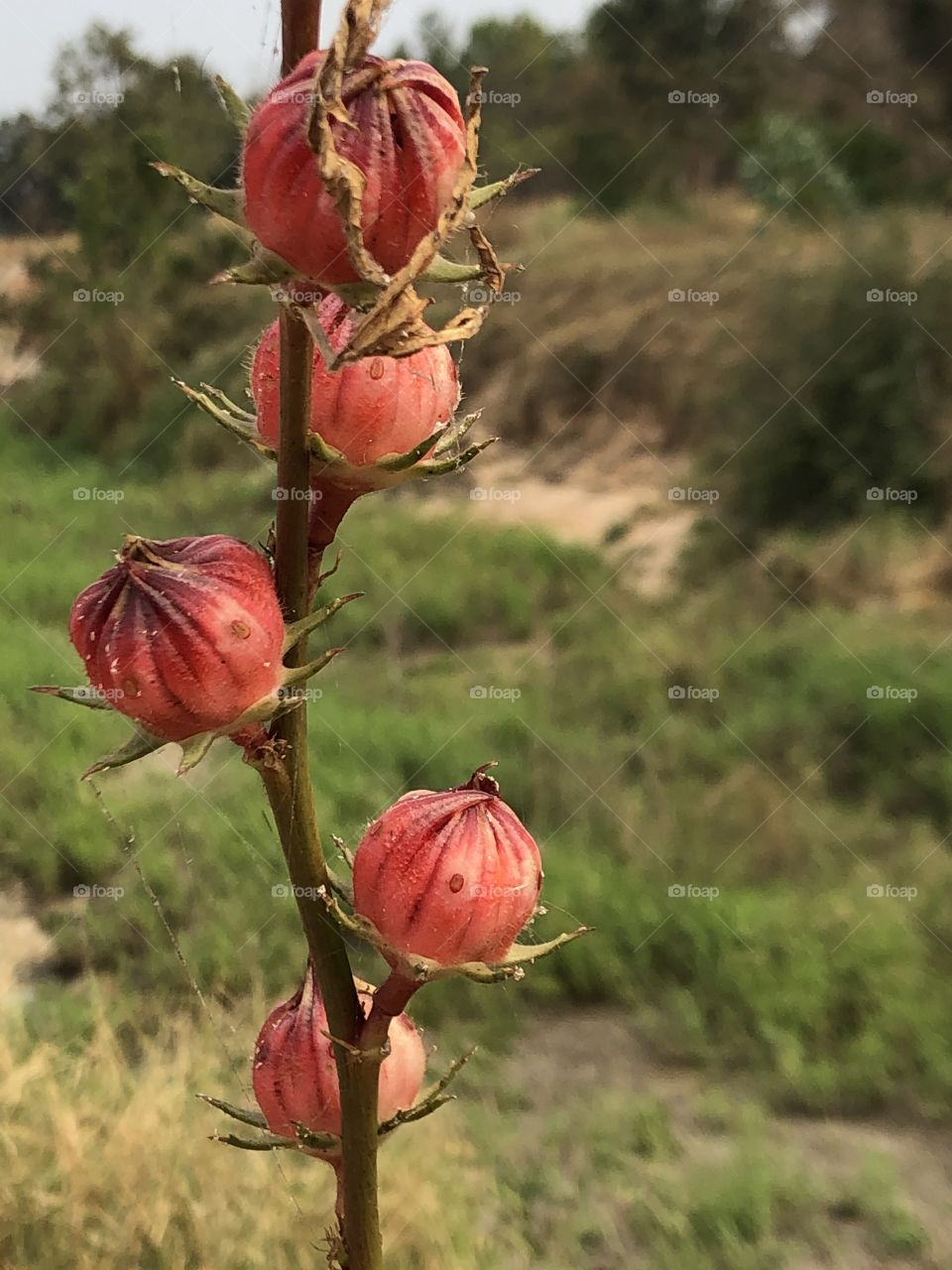 Plants around us.