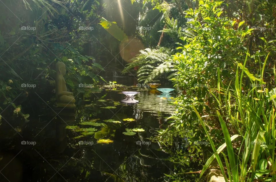 lily pond
