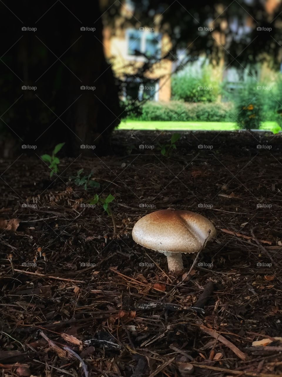 Mushroom