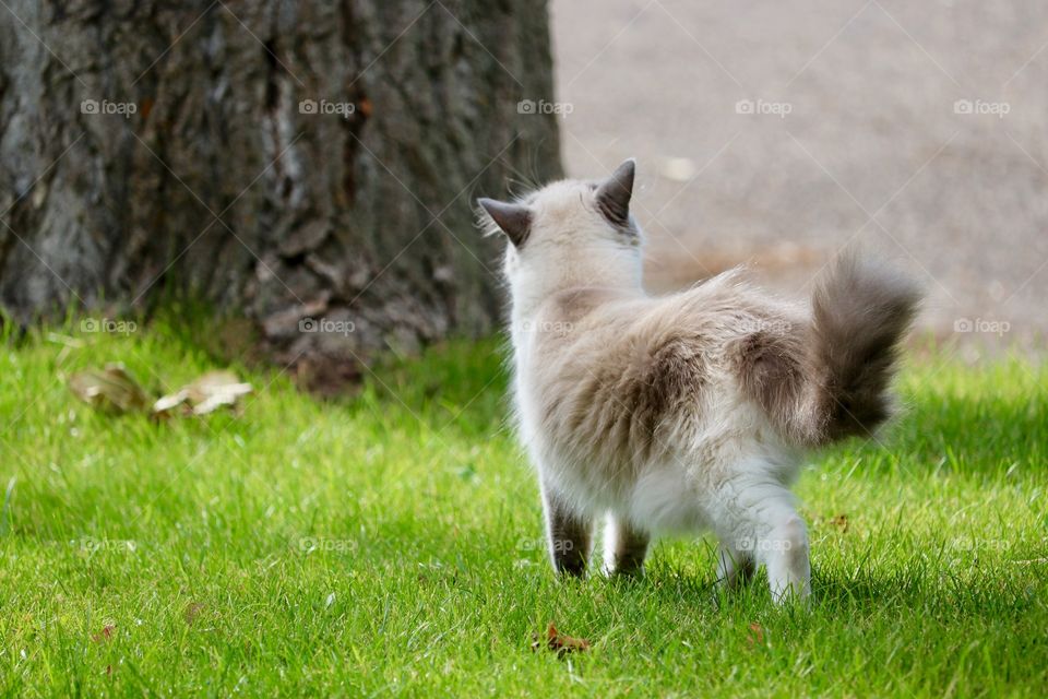 Ragdoll tabby cat looking up tree outdoors 