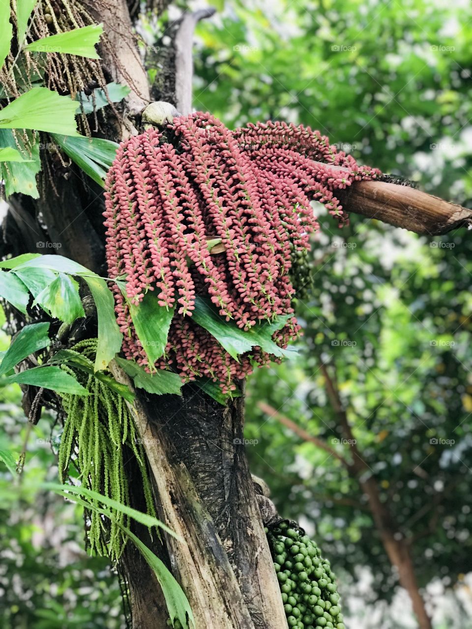 A bunch of brown flowers