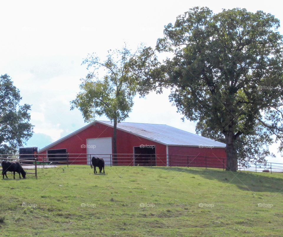 A red barn on a cattle ranch with cows grazing in the pasture. 