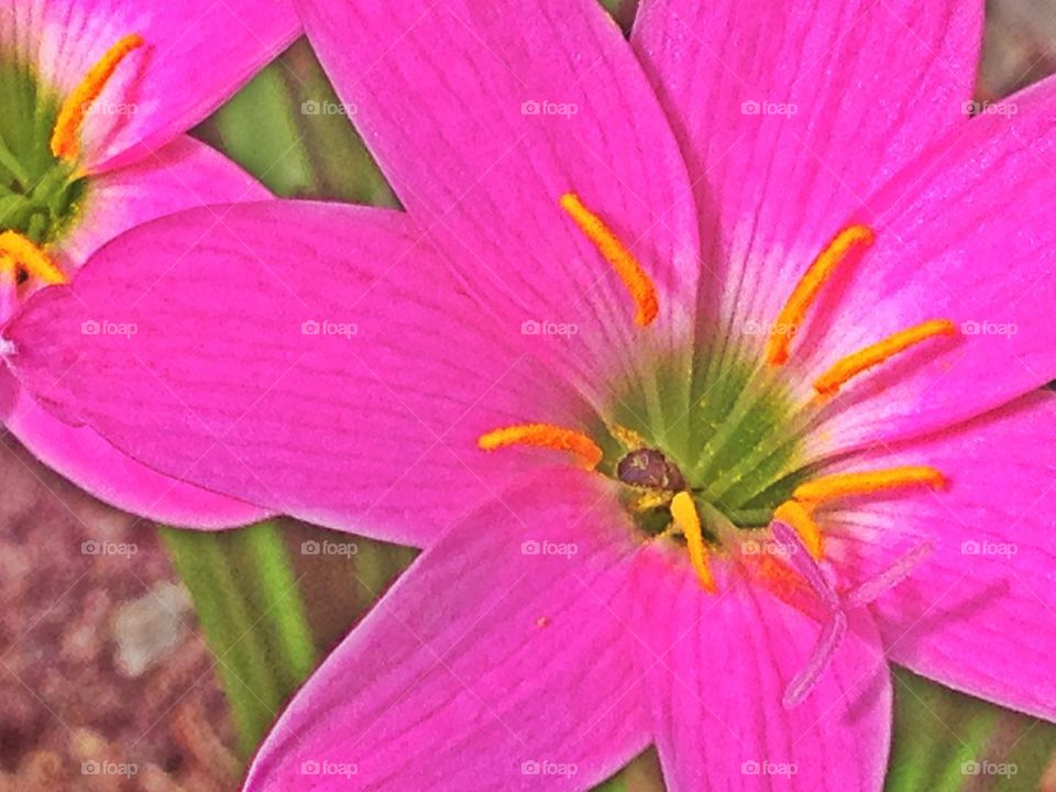 The Pollen