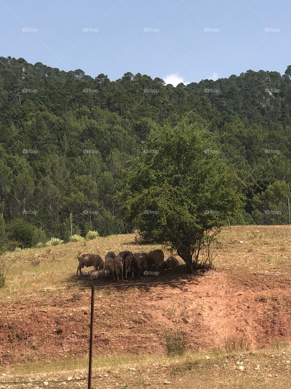 Sheep under the shadow 