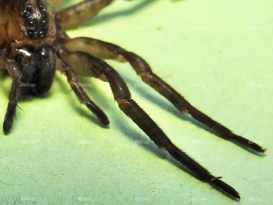 Field wolf spider also called hogna lenta macro photography in central eastern Florida.