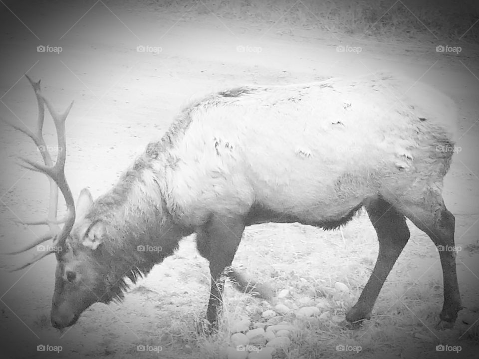 elk