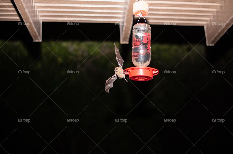 Bats consuming hummingbird’s feeder at night 