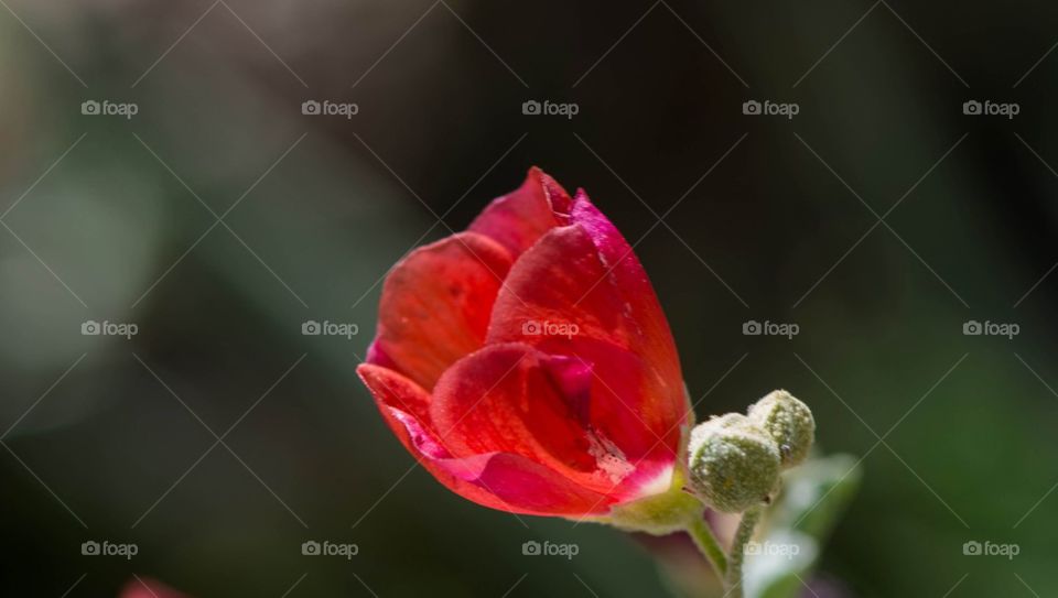 Light catcher globe mallow