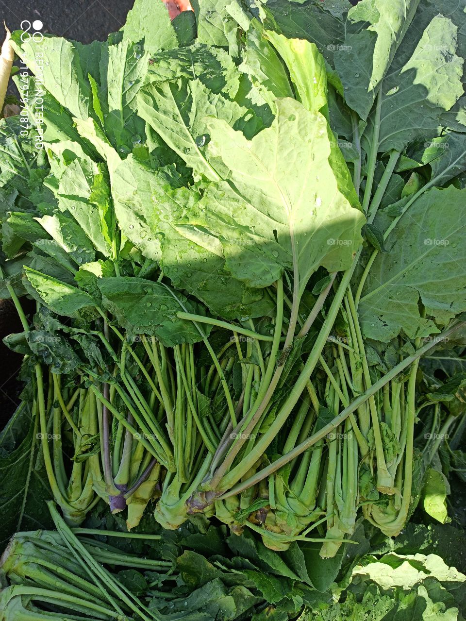 Fresh vegetable called Spanich in market at our local market at Apple town Shopian Kashmir J&K India.