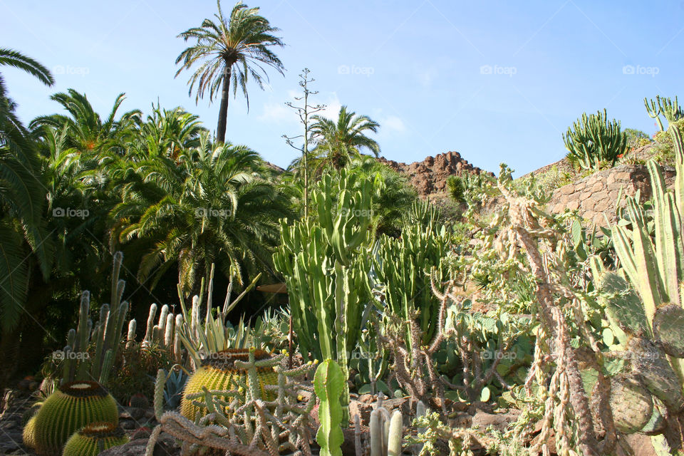 Flora, No Person, Nature, Tropical, Cactus