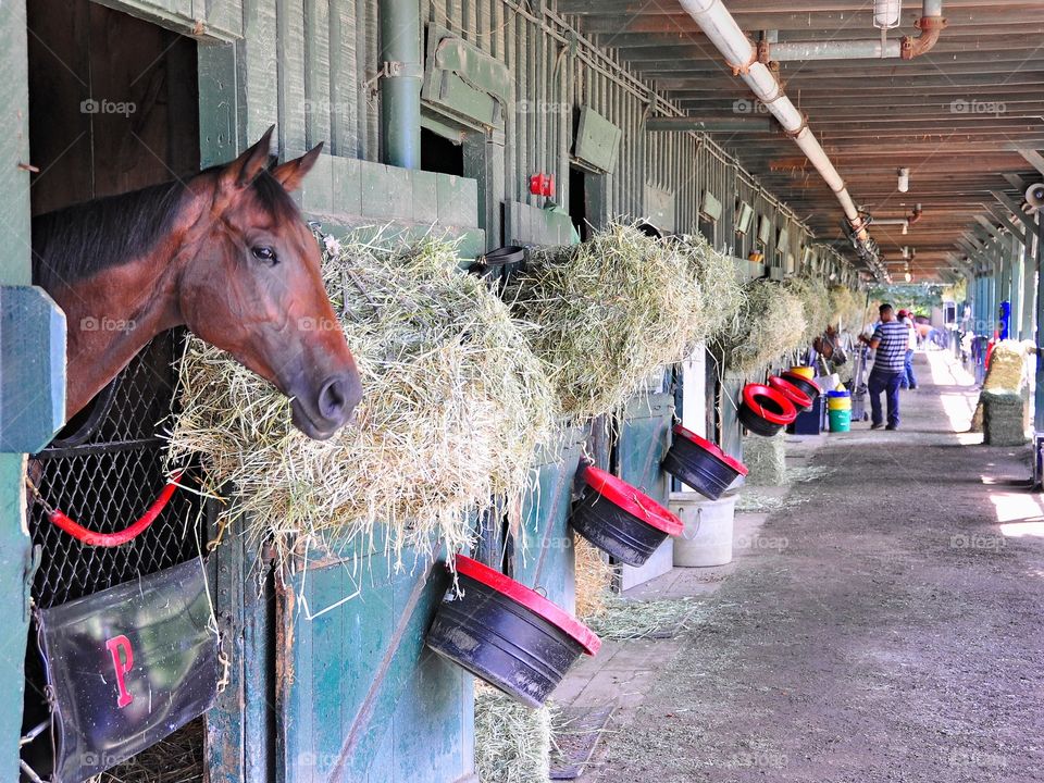 Phipps Stable at Saratoga. Scampering resting in the stall formerly occupied by Derby winner ORB. Trained by Shug McGaughey for the Phipps Stables 