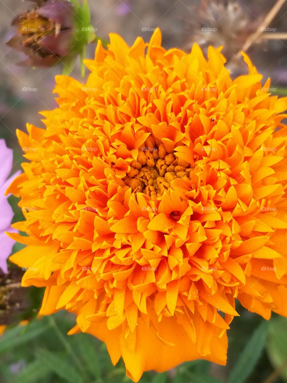 Flower in orange color 5