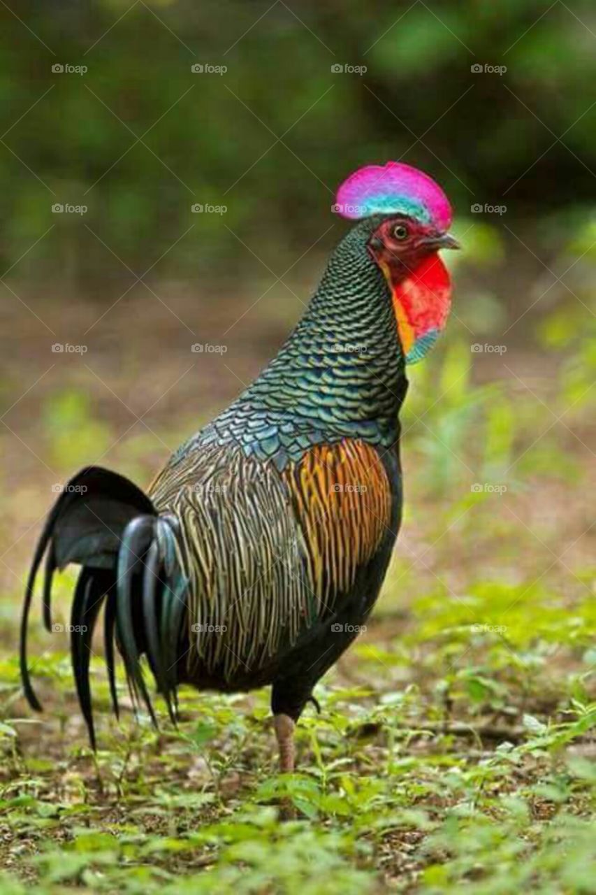 Color full chicken