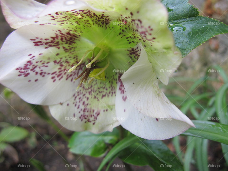 Nature, Flower, Leaf, Flora, Summer