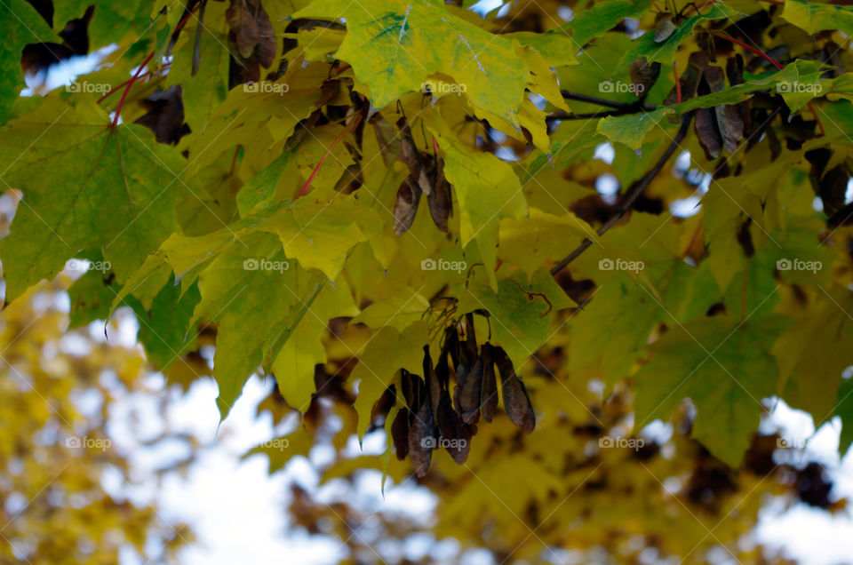 Close-up of yellow coloured leaves growing on tree during autumn.