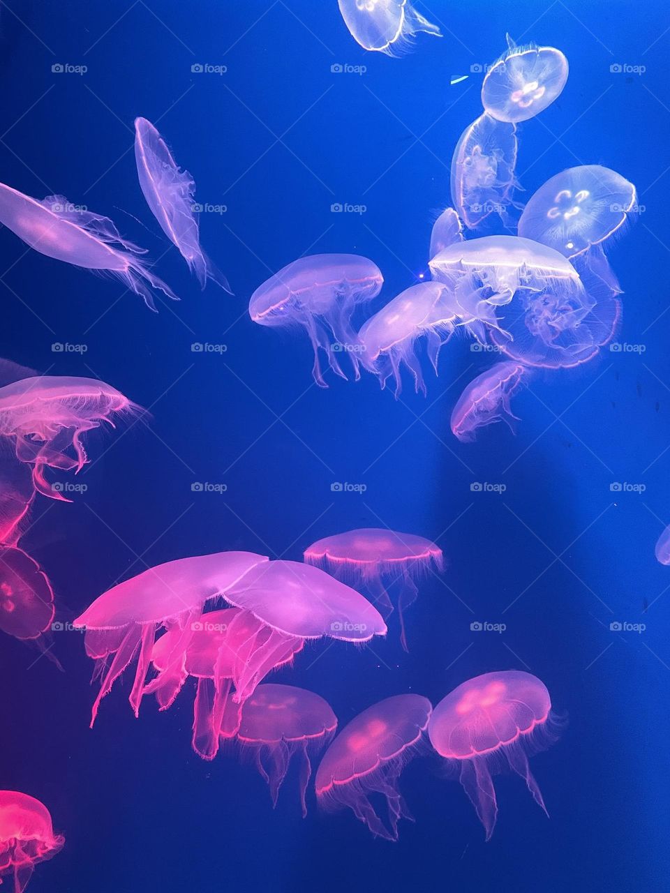 Pink jellyfish floating and shining in the blue sea 