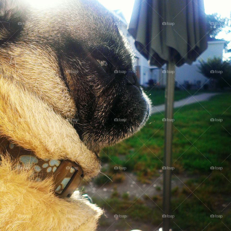 Pug enjoying morning sun