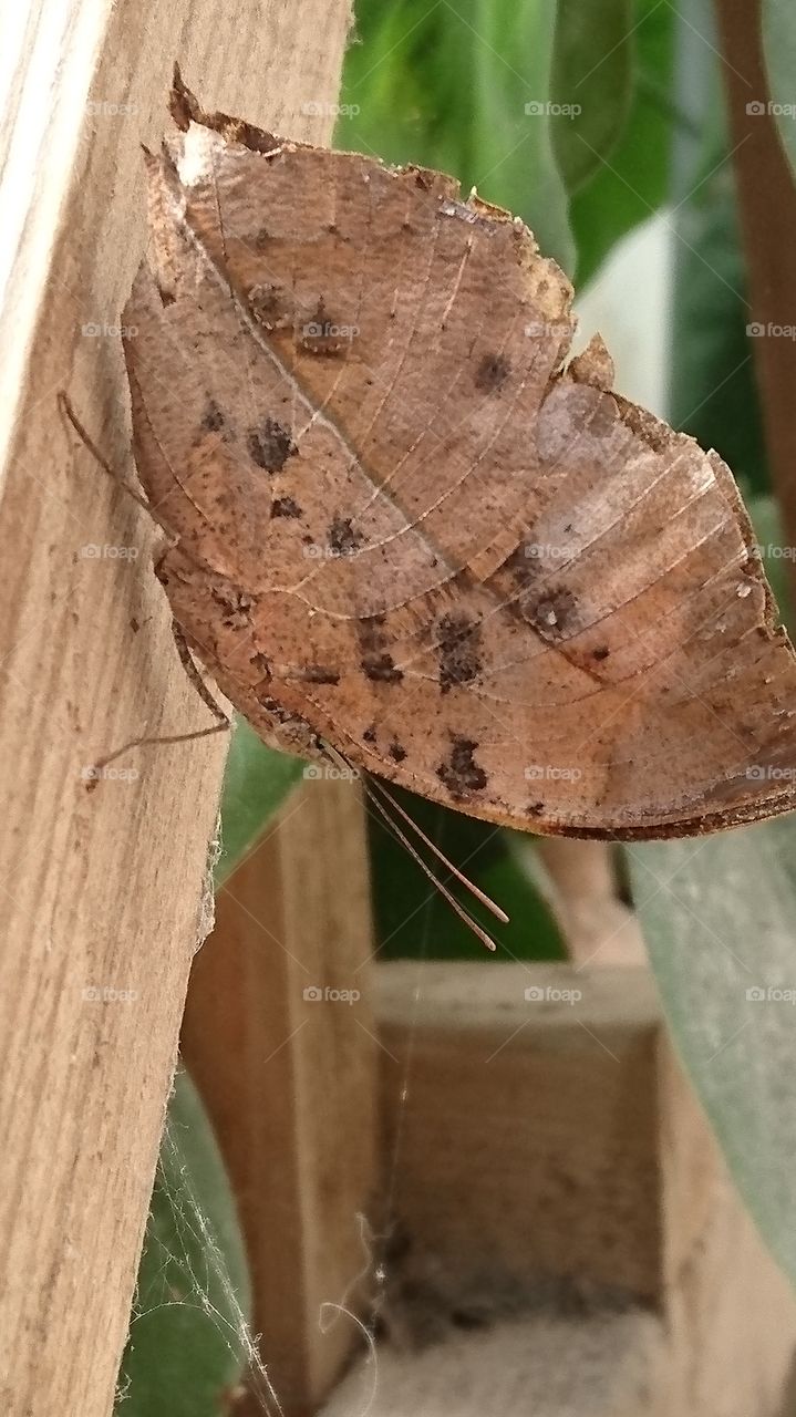 camouflage leaf butterfly