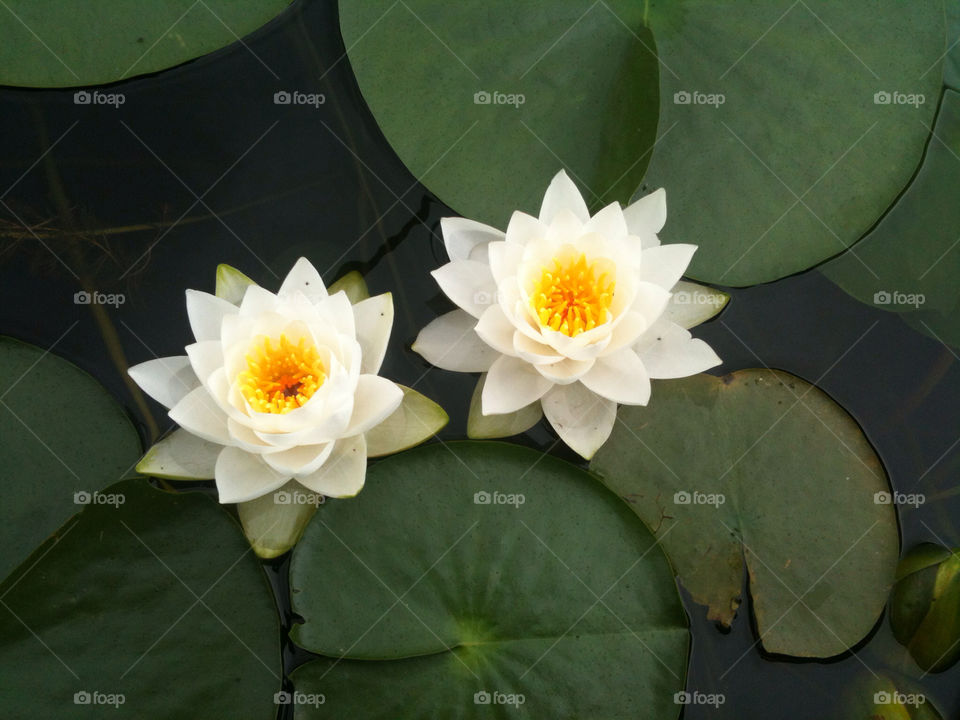 flowers water lilies by jianliu.86