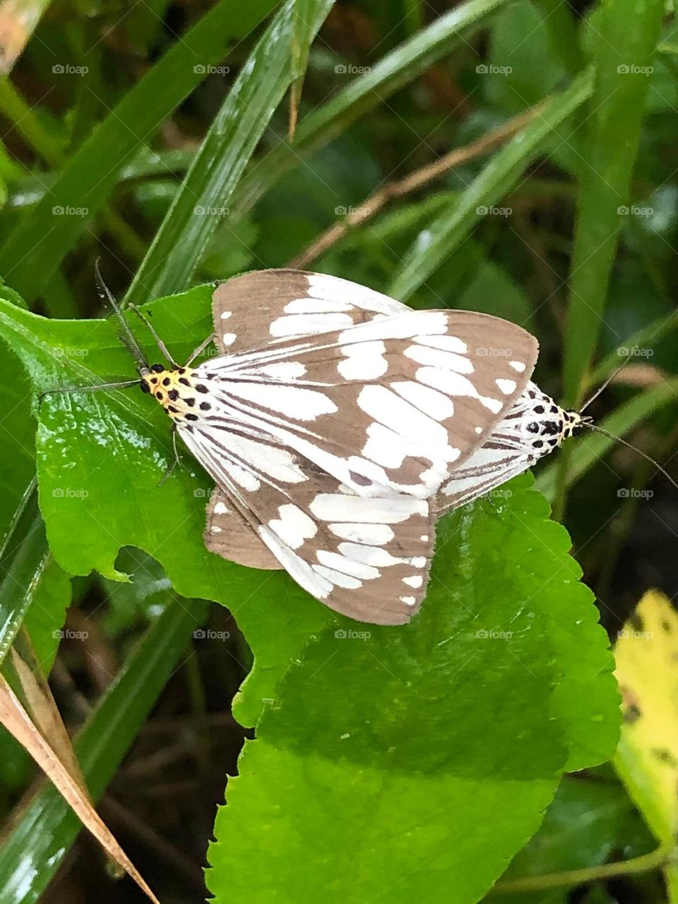 Beautiful and cute butterfly