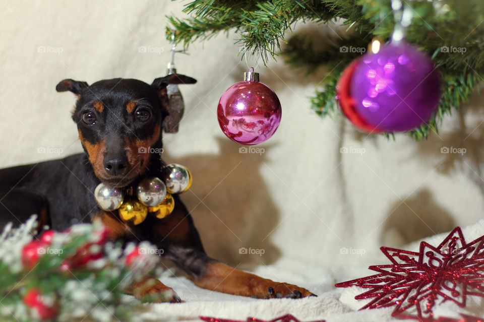 Christmas pinscher dog