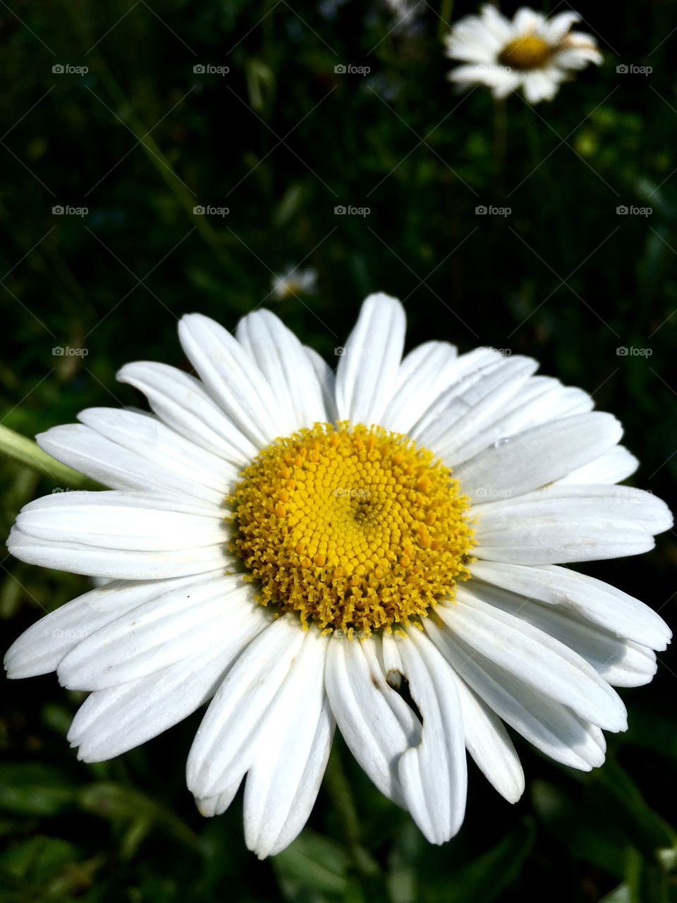 Yellow and white daisy.