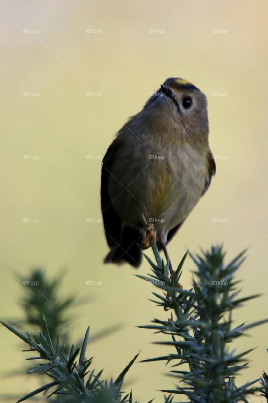 Goldcrest 