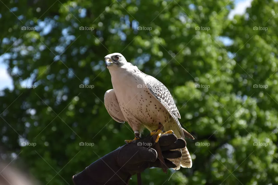 Falcon watching out for his meal