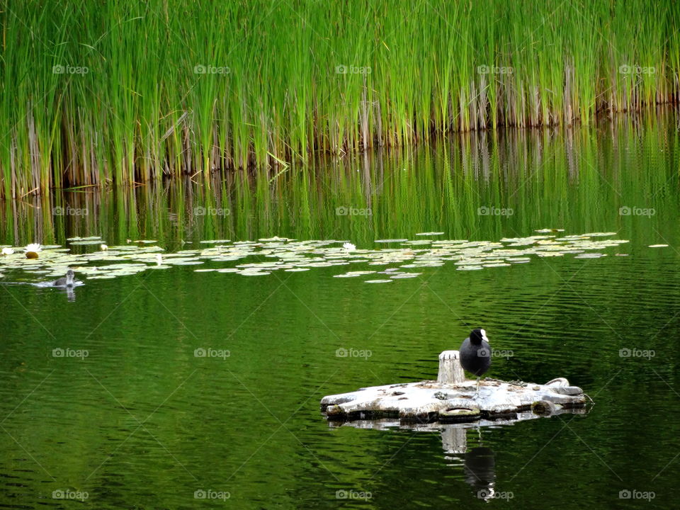 pond. Nature in the Jubilee Campus , University of Nottingam