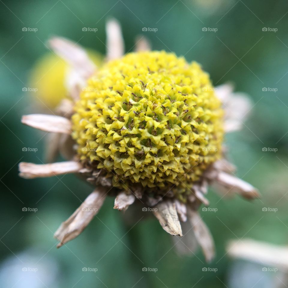 Little Summertime Daisy petals turning brown ... Autumn is coming 