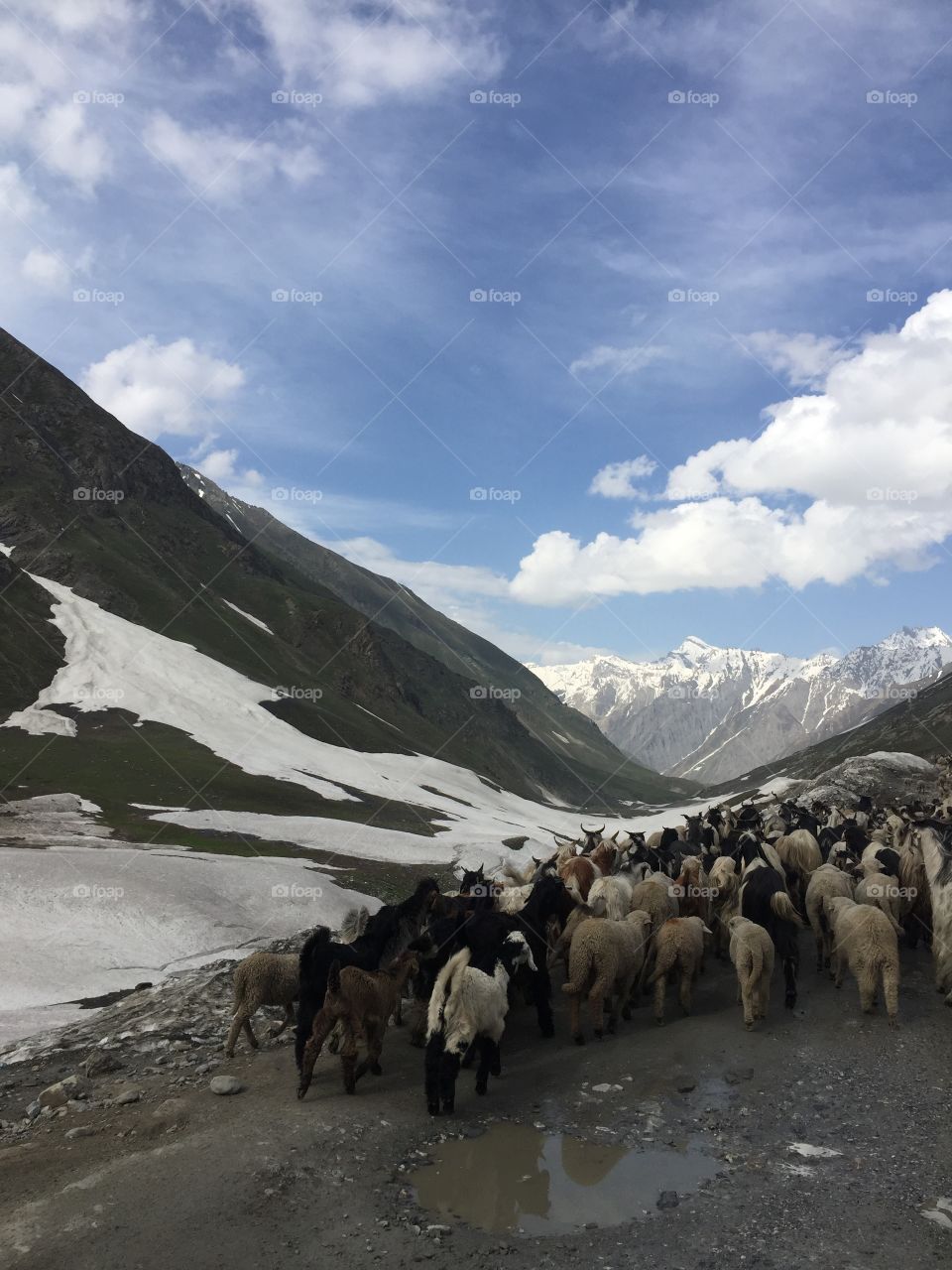 Mountain sheep in Nepal.