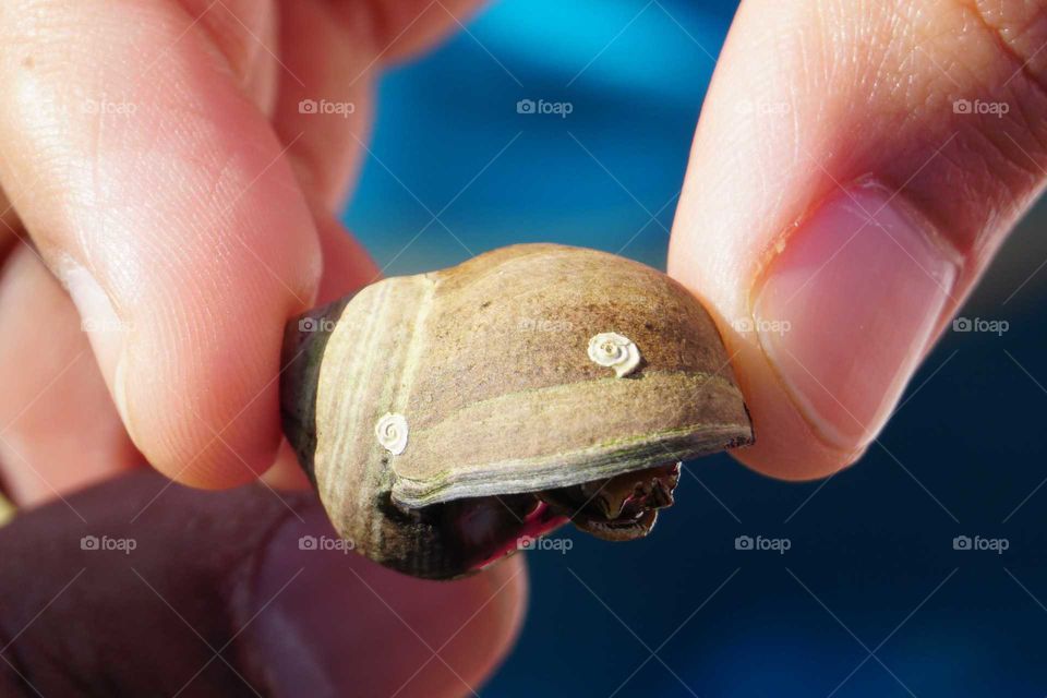 sea shell, snail inside