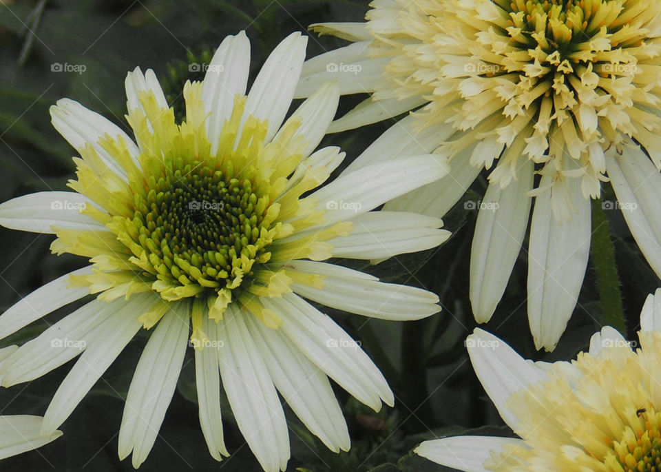 White flowers with yellow centers