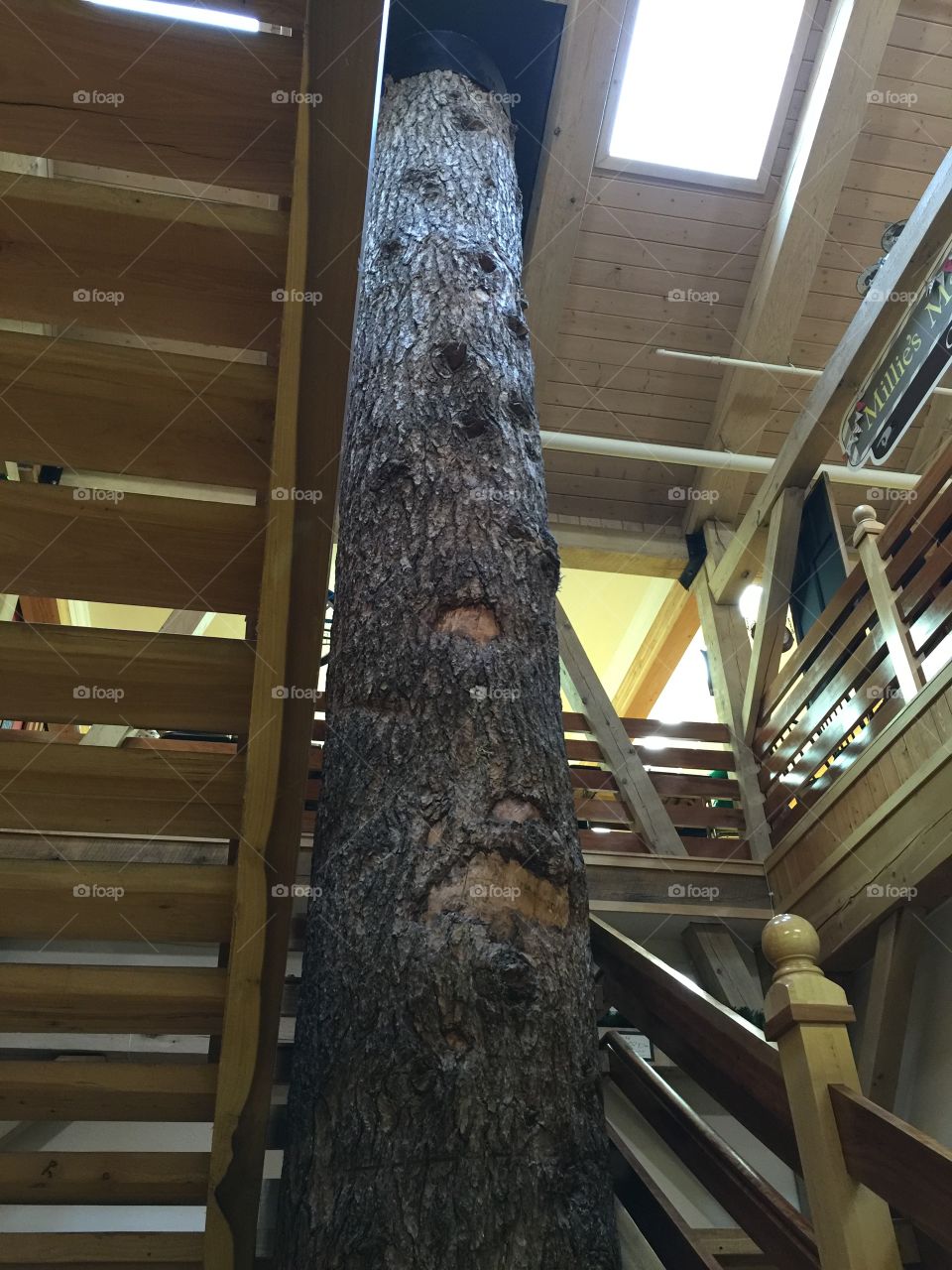 This tree grows right up through an Indiana store