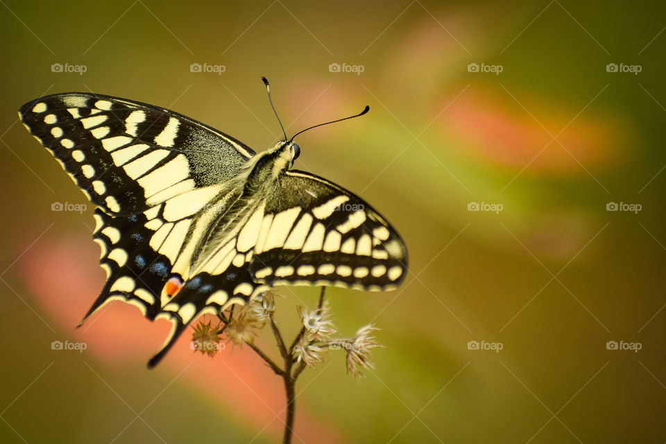 beautiful common yellow swallowtail butterfly (papilio machaon) resting on plant.