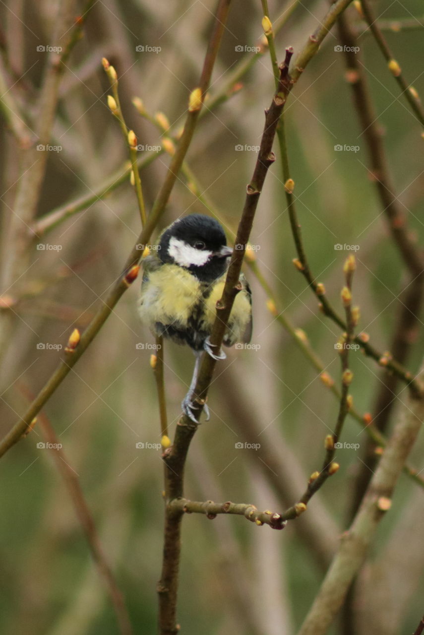 great tit ;)