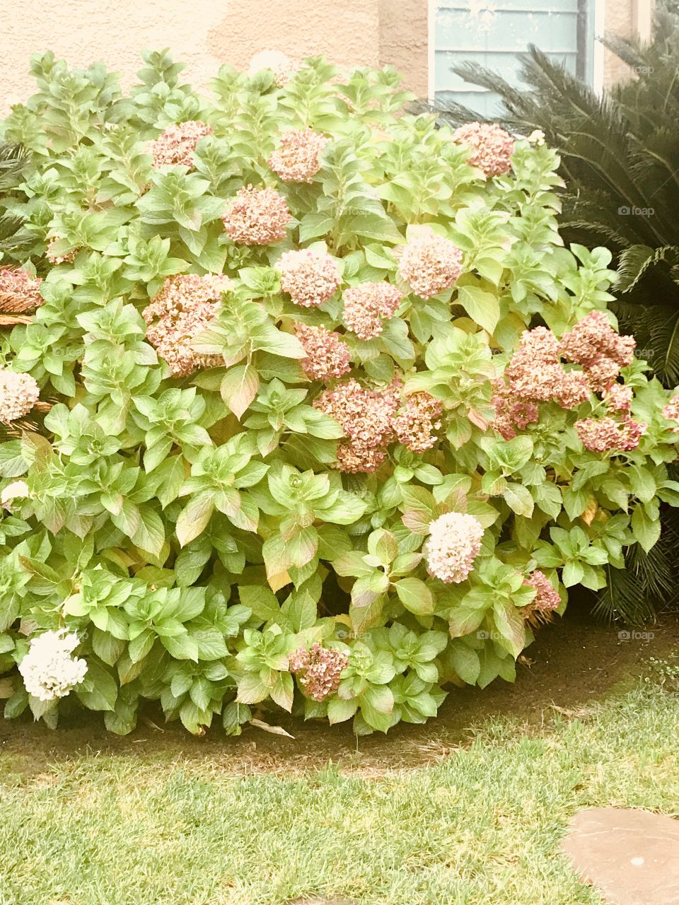 Beautiful green hydrangea bush in a well maintained backyard in California. USA, America 