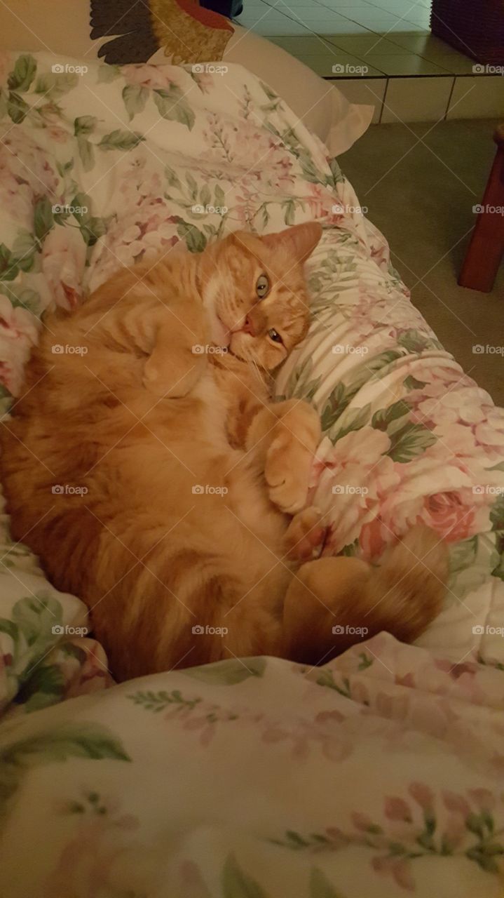 sleepy orange kitty