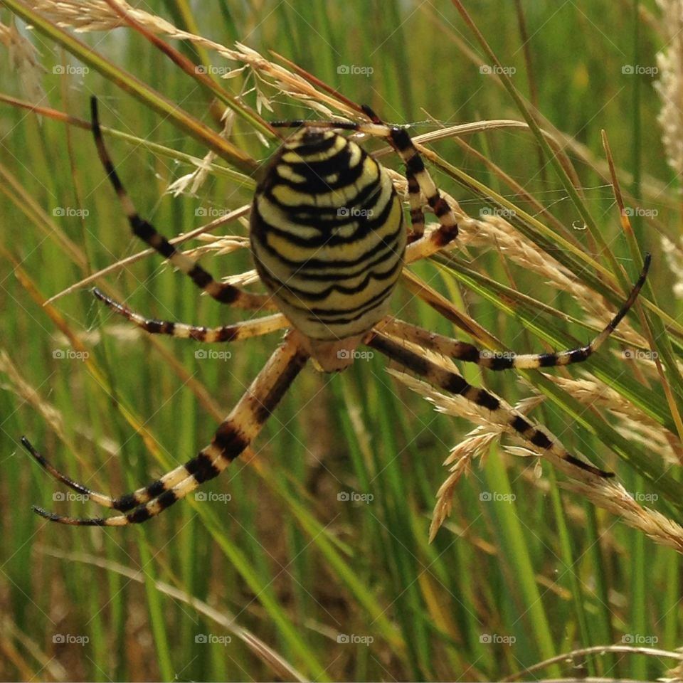 The wasp spider. A walk in the nature reserve
