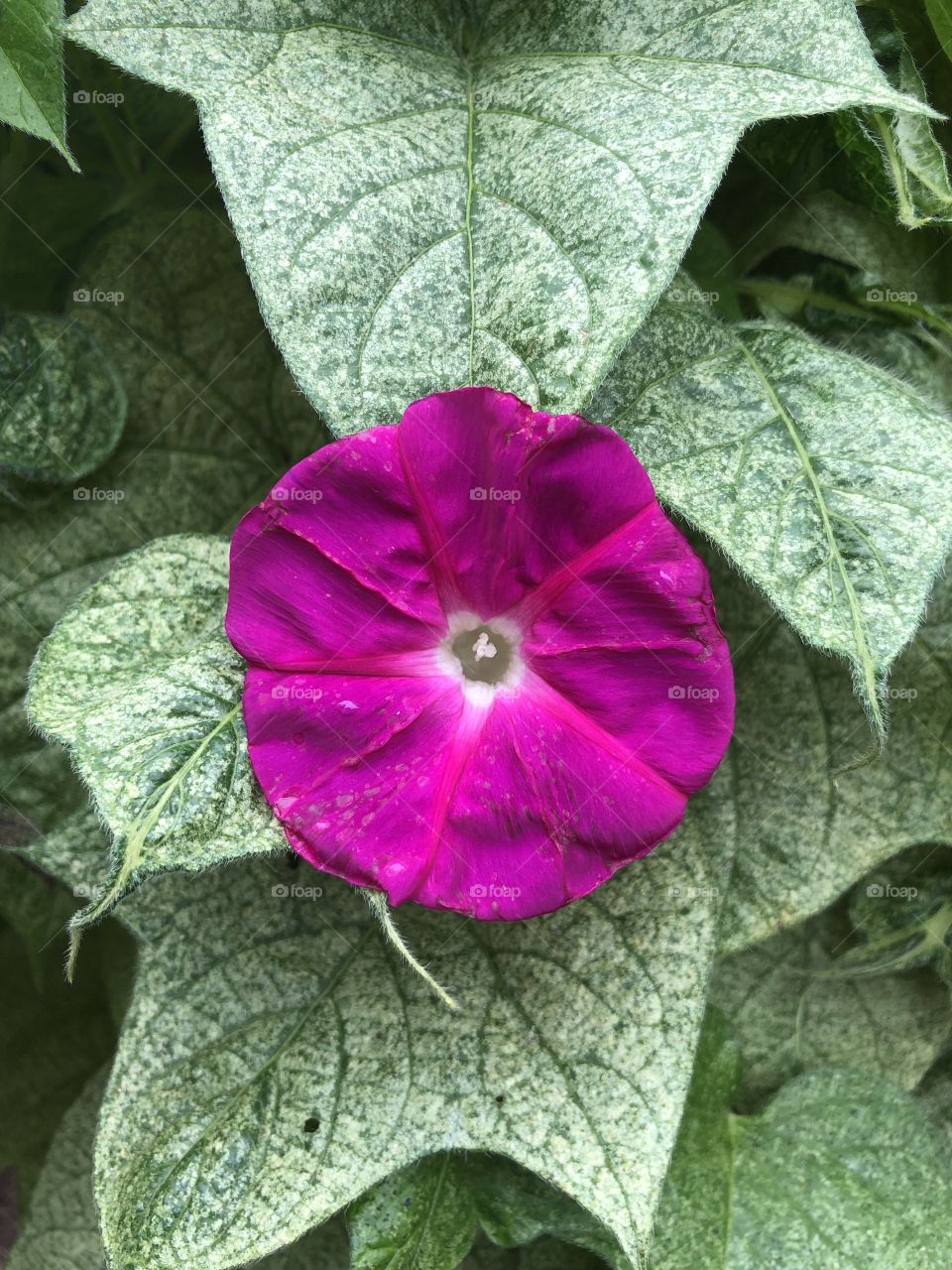 Fuchsia morning glory flower and vine 