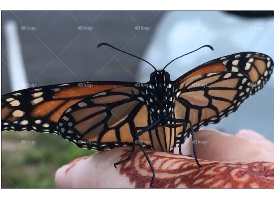 Friendly butterfly 