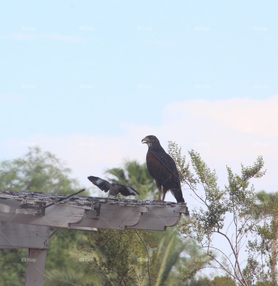 Birds of prey