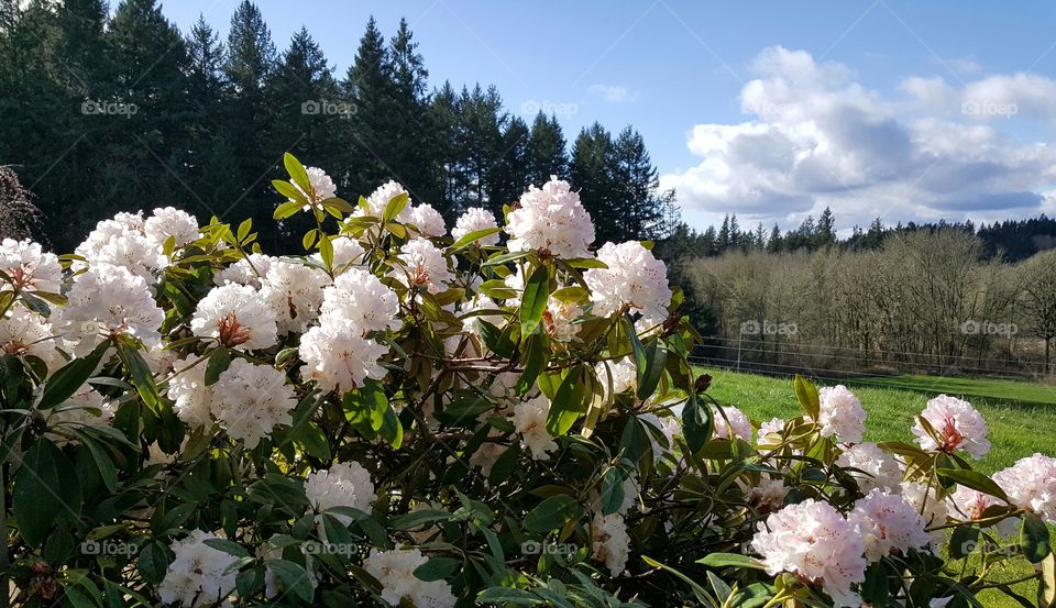 light on white flowers