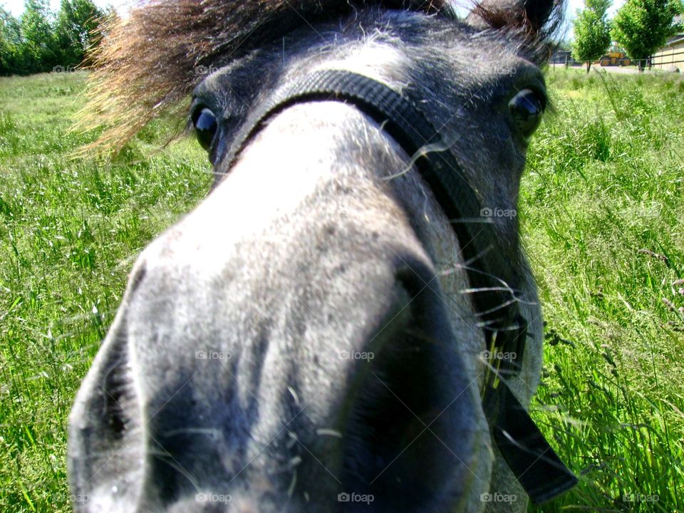 Pony up close and personal 
